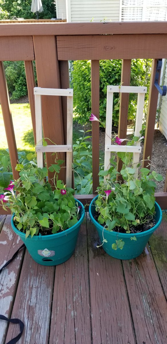 RebeccaMech's tweet photo. Homemade Planter Trellises I made Today #trellis #planter #flowers #homemade #happiness #flower #plants #crafty #planters #nature #beautiful #outdoors #photogtaphy #love  #flowerslovers #vines #vineflowers #petunias #petunia #trellisgrowing #summer #saturday #craft #woodworking https://t.co/1mKY3rXXwJ