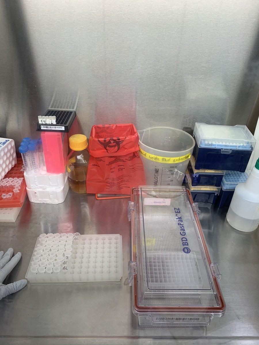 Now it’s sample loading time! I start by moving everything I need into the biosafety cabinet (samples, sample plate, pipette tips, waste bag) and then put samples in a rack in the layout I’ll load them into the plate.