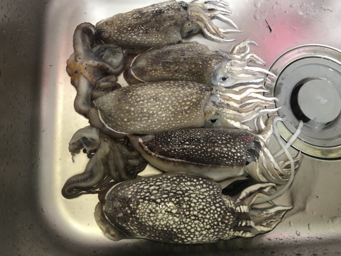 たつひこ 令和2年6月 千葉県某所 シリヤケイカとタコ Tokyo Bay Fishing Club T Co 2q5cltegi6