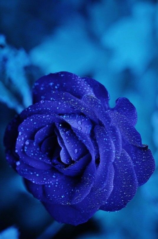 Синий цвет характеристика. Любимый цвет синий. Стих про василек. Василек высказывания. Голубое фраза.