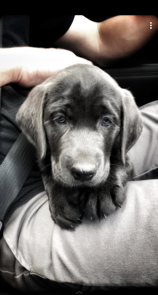 Lambo1320's tweet photo. That’s just my baby doggy 🐾 https://t.co/NoVQCSoxPb