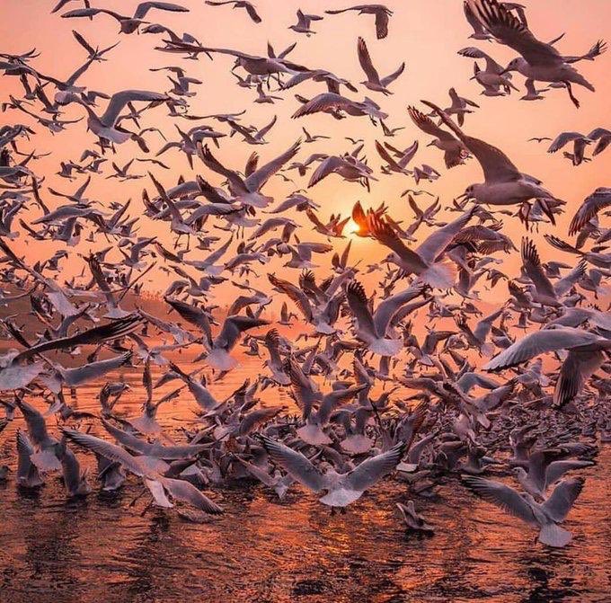 سَتنكشِفُ الغمَامةُ ذاتَ يومٍ و يشرقُ من
متاعِبنا الضيـاءُ🕊😴