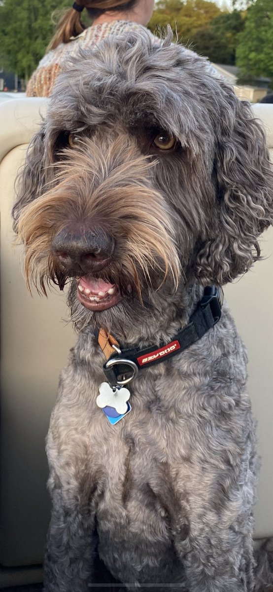 kenkise1's tweet image. Our sweet pup is 7, He was just diagnosed with rare prostate cancer. I feel your pain. We are told only weeks left. #dogstrong