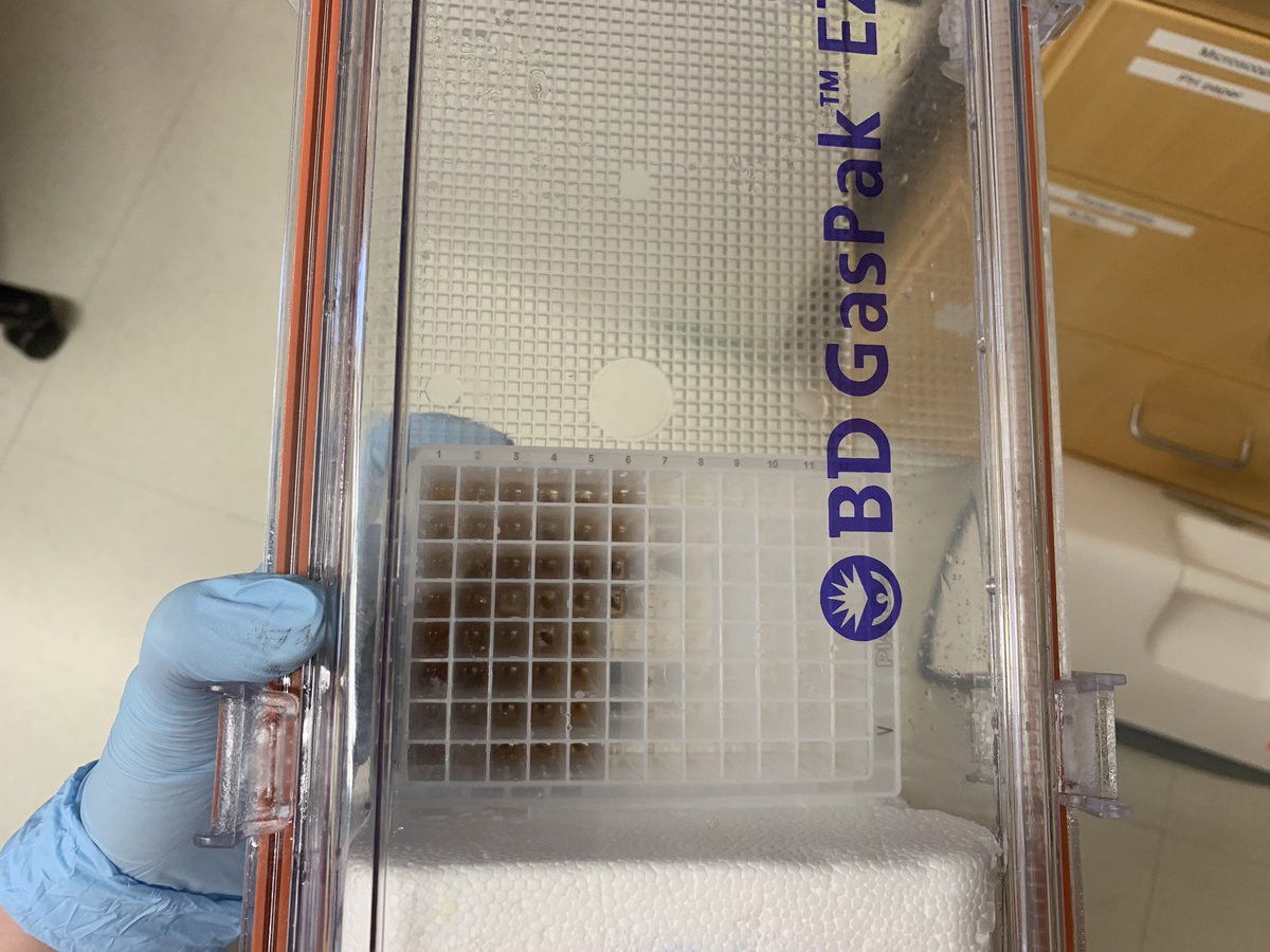 Once all the samples are added, we add proteinase K, an enzyme that chews up all the proteins in the sample so that the RNA can access + bind to the beads more easily. The plate goes back into the transport container and brought back to the extraction robot. [9/n]