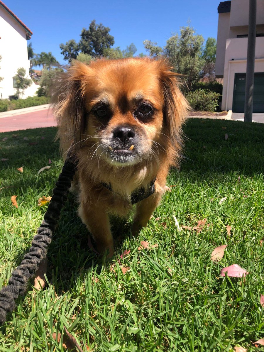 Chewy tweet media