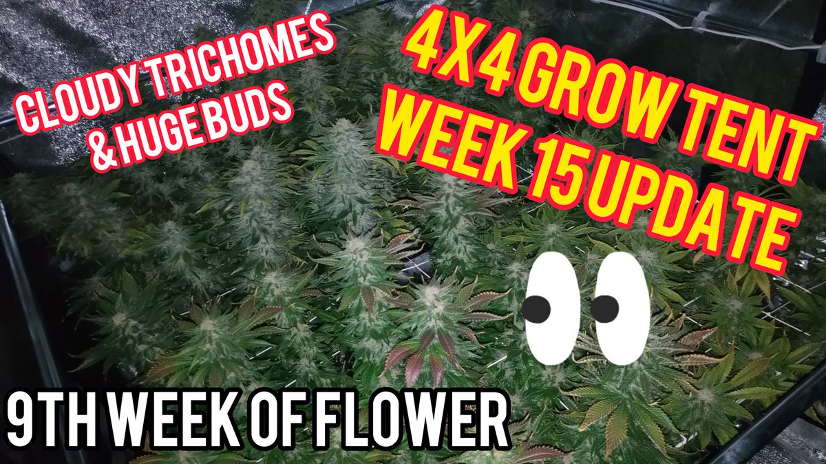 Week 15: 4x4 Cannabis Grow Tent - Final Week Before Harvest ⤵️
youtu.be/UHg8jIHBgYk
