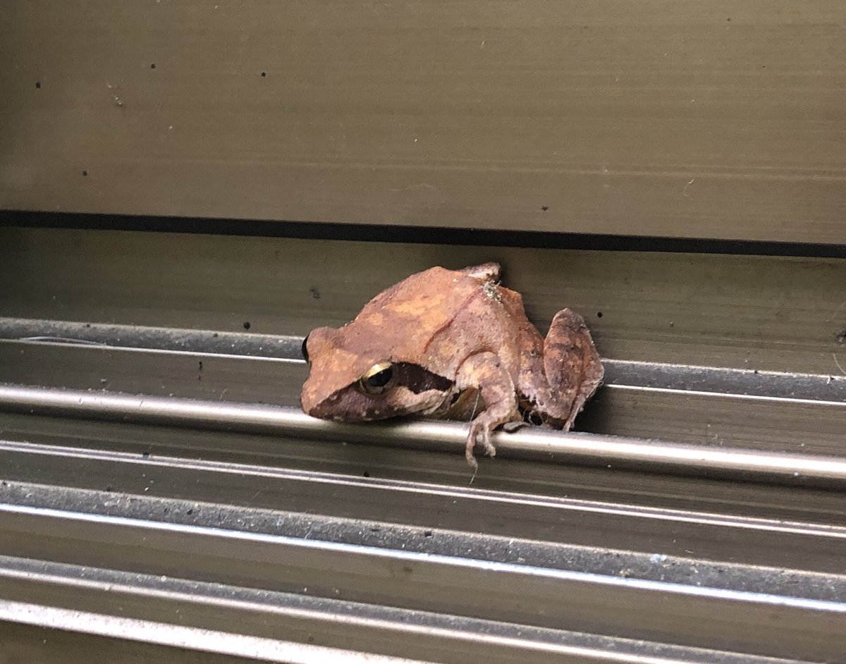 Green Pepper در توییتر トノサマガエルみたいにジャンプ力は無いので 飛び掛かられてこちらが悲鳴を上げる事は無いですが 大きくなると存在感が有ってちと怖いですね