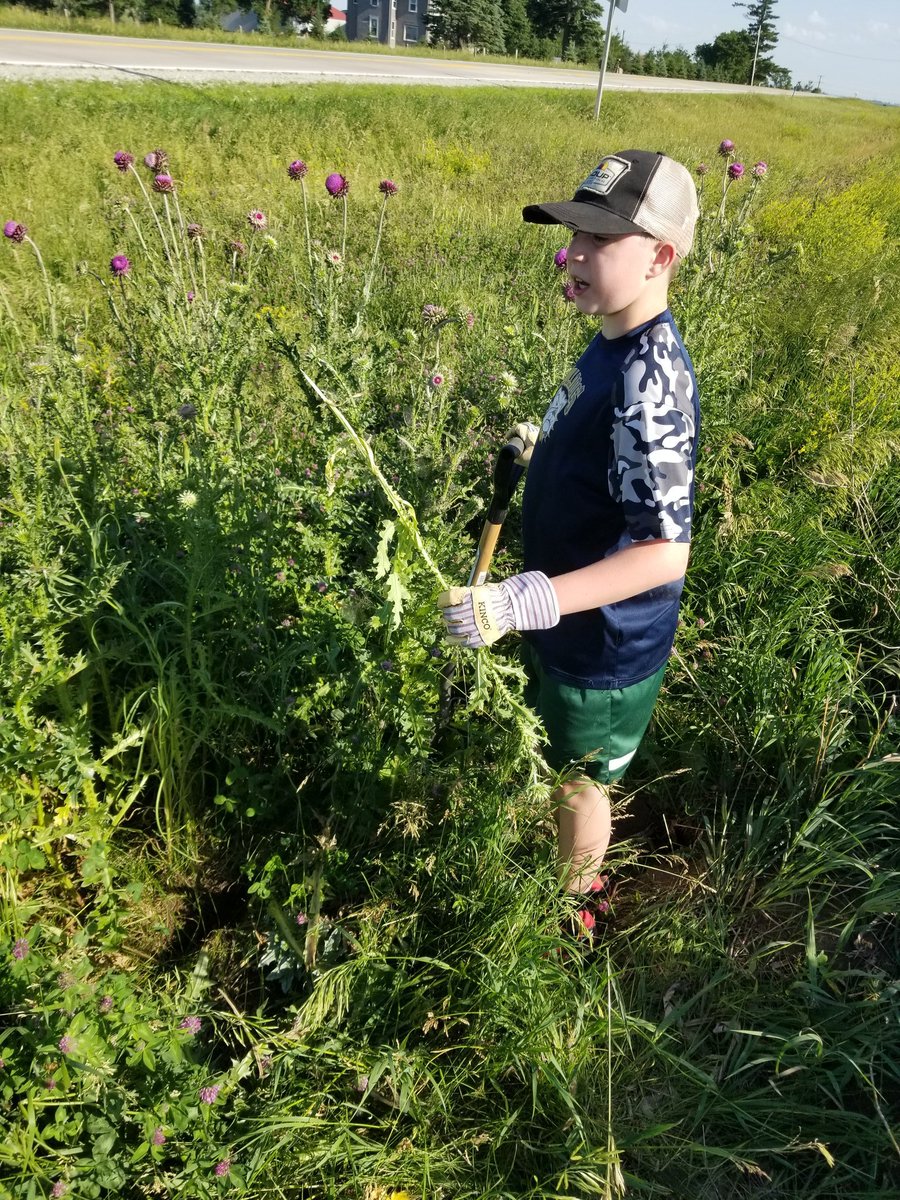 martensdf's tweet photo. After the 3rd or 4th thistle, he realized that my suggestion of wearing jeans was a good one. Sometimes you just gotta let them learn on their own! ๐ #summerjobs #postholedigger https://t.co/eHsbhArfO9