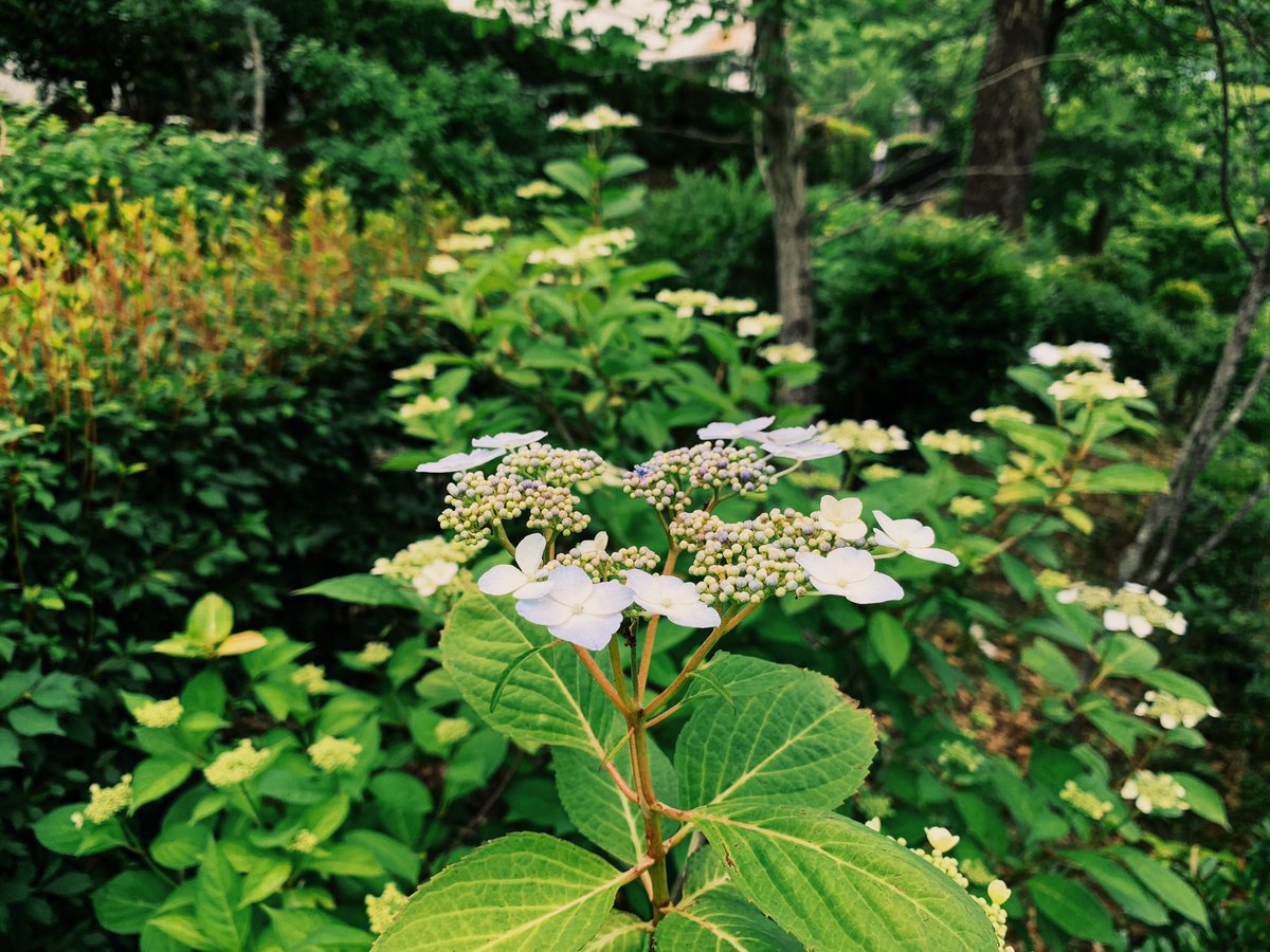 Cw Datzun 紫陽花 Hydrangea Scenery Japan Inuyama Photography Hydrangea Flower Landscape Landscapephotography 日本 明治村 犬山 景色 風景写真 紫陽花 花 写真 T Co Cjkrvqipdp