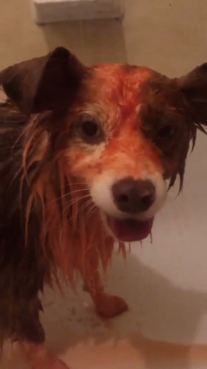 kristinaverner's tweet photo. @pjrplan @KatrinaAClarke @drlesleybarron I am so taking note of this.  We have a similar scene as this in our backyard every summer. No matter how many times our curious Aussie gets sprayed he always goes back for more.  

This was his first tomato soak expoeience 3 yrs ago... #TheSmellHauntsMeStill #NotCarrie https://t.co/hdDgpRUc8V