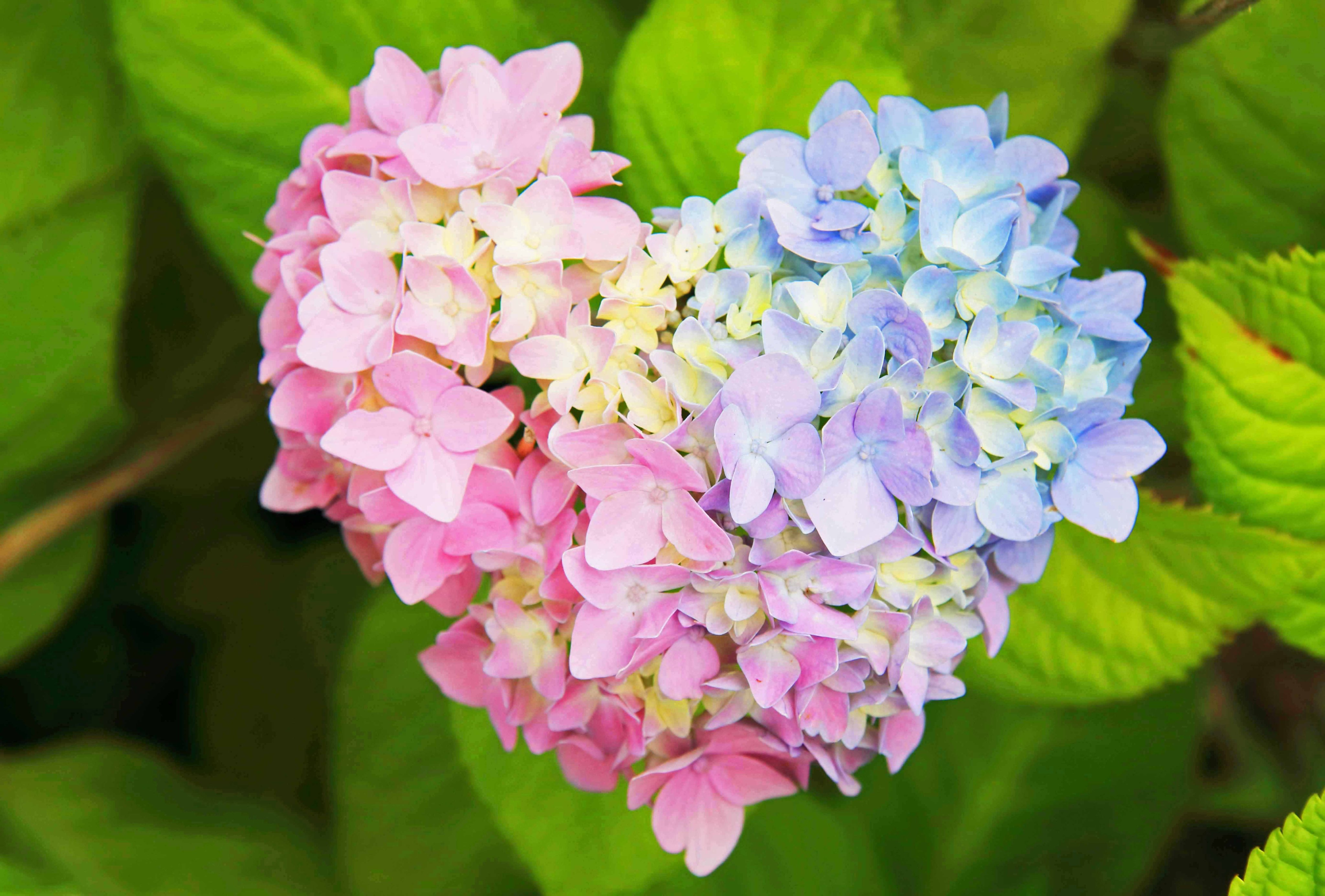 形だけじゃなく色も完璧 幸せを届けてくれそうな紫陽花 話題の画像プラス