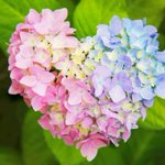 形だけじゃなく色も完璧･･･!幸せを届けてくれそうな紫陽花