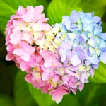 形だけじゃなく色も完璧･･･!幸せを届けてくれそうな紫陽花