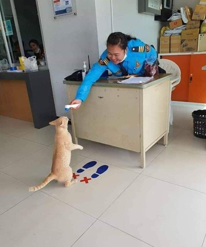 gatitos_qctd's tweet photo. https://t.co/K0NKcurtFW