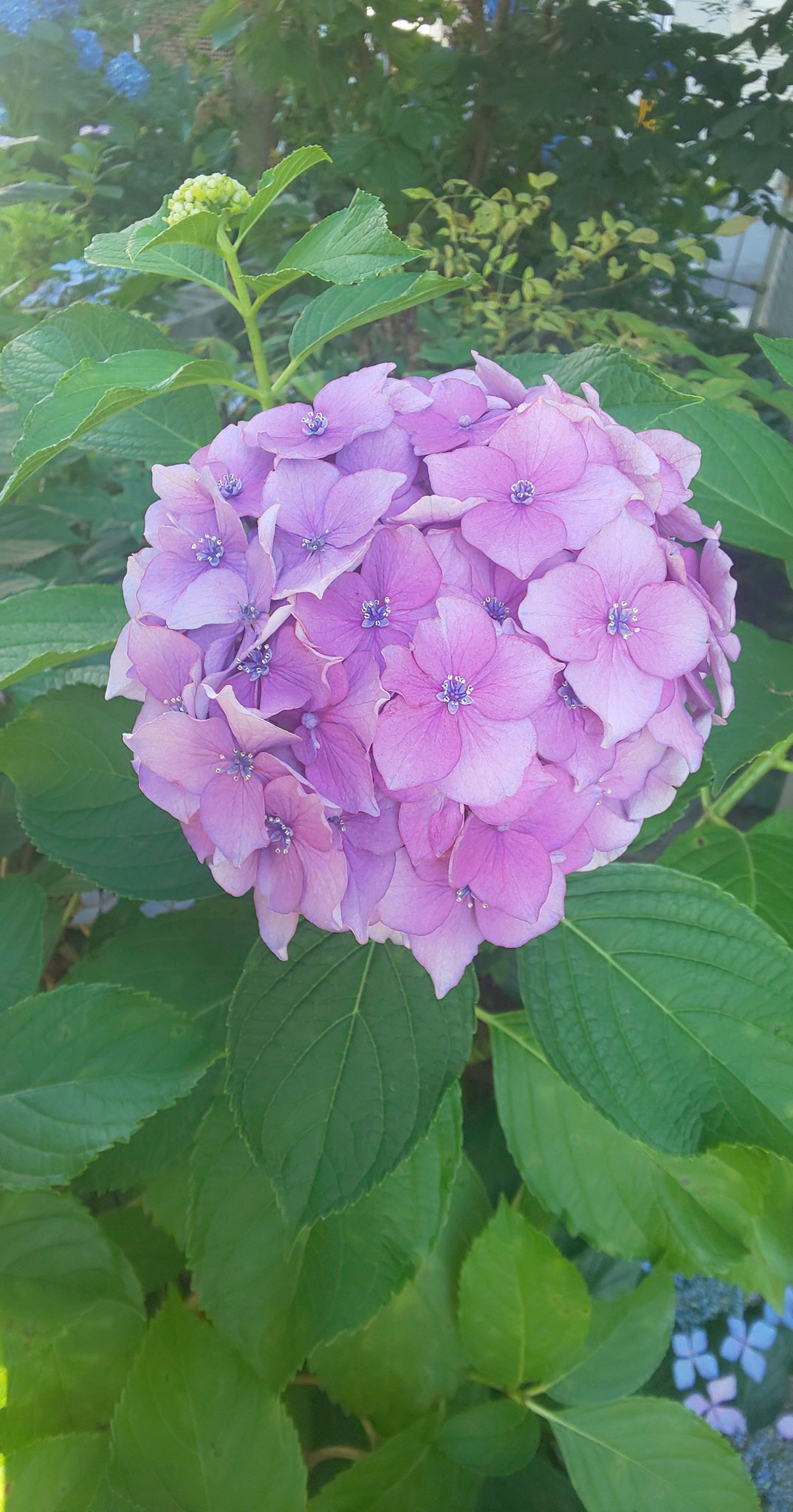 海翔 Kaito Pa Twitter まるでテーブル珊瑚 さんご 紫陽花の真花 しんか 満開 大きな手鞠 てまり 紫陽花の装飾花 そうしょくか 満開 手鞠をかき分けると真花も満開 梅雨時の雨の日曜日 それも生涯の内ほんの小さな事 ６月１４日 今日の誕生花 紫陽花