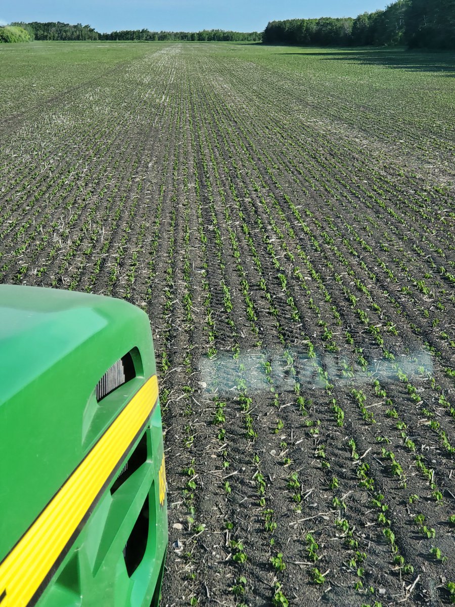 motochuks's tweet photo. Very happy with the emergence of the @Prograin_inc Devo, Dinero, and Toro Soybeans. 19 days after planting they're getting 1st pass glyphosate. #plant20 #profitabilitypartner https://t.co/YcqSCBWcvg