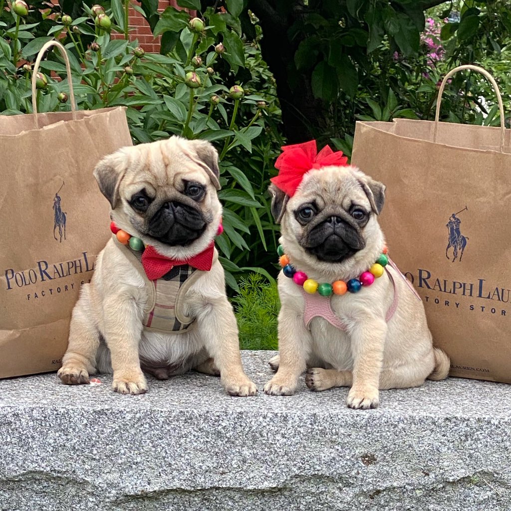 Today, Missy &amp; Dash learned how to use credit cards..........WOOF!!💳💳
#littlepugdashians #pugdashians