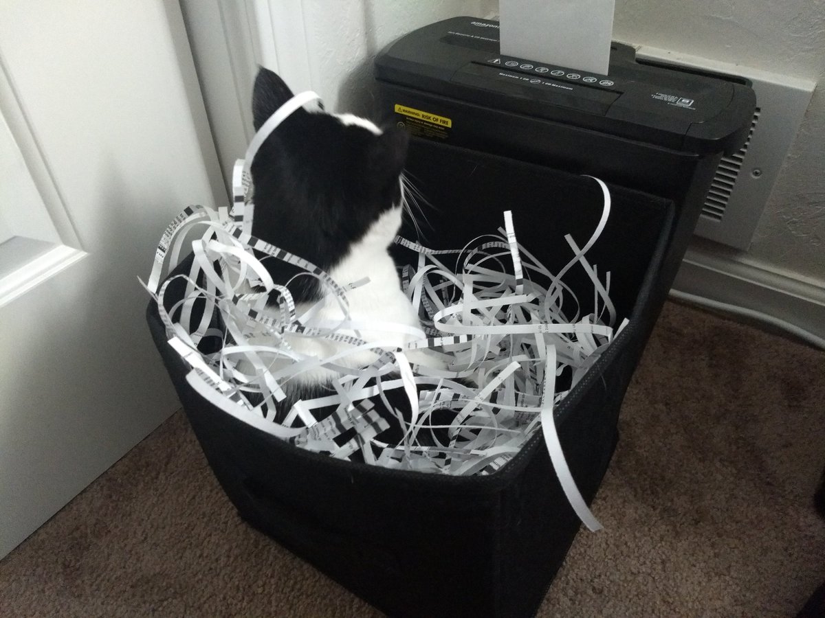 I luv paper shredding day!

#cats #Caturday #CatsOfTwitter #CatsOnTwitter #CatsOfTheQuarantine