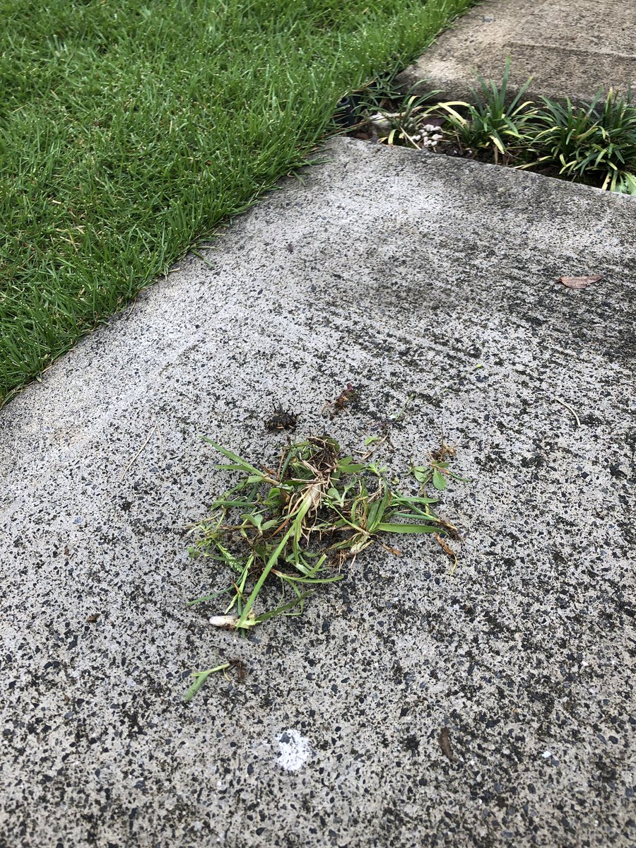 となりハット 雨が止んでるので雑草取り 先週生えたであろう雑草たち メヒシバ カタバミ スズメノカタビラが多いな 昨晩はナメクジを10匹ほど駆除 ナメトールは雨に濡れると効果が極端に落ちるみたい