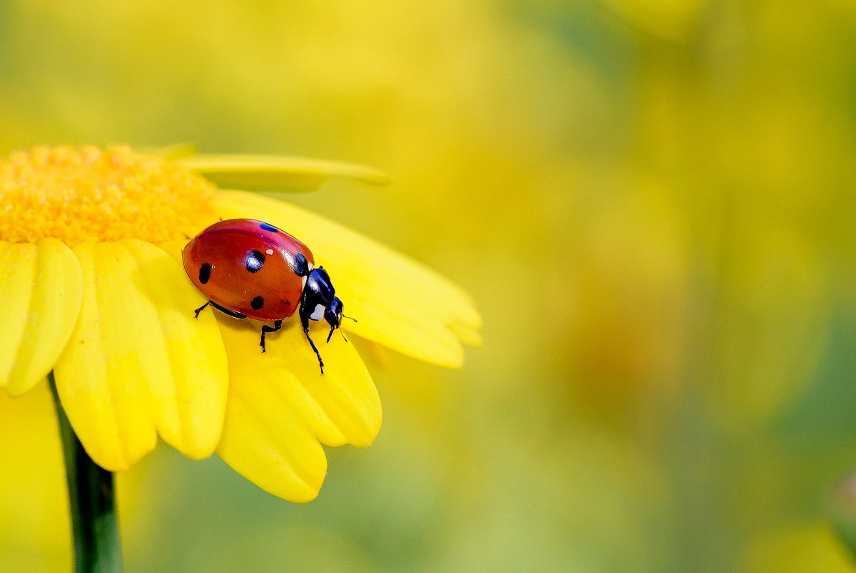 🔬 On tonight's Science Cafe, Adam Walton celebrates National Insect Week with <a href="/Lukeant/">Luke Tilley</a>, <a href="/drsarahbeynon/">Sarah Beynon</a>, Mike Wilson &amp; <a href="/olds_liam/">Liam Olds</a> 🐞🍃

<a href="/RoyEntSoc/">Royal Entomological Society</a>, <a href="/Museum_Cardiff/">Amgueddfa Caerdydd</a>, <a href="/thebugfarmUK/">Dr Beynon's Bug Farm</a>, <a href="/collieryspoil/">Colliery Spoil Biodiversity Initiative</a>...

🎧 Listen <a href="/BBCSounds/">BBC Sounds</a> bbc.co.uk/programmes/m00…

#BBCRadioWales #NIW2020