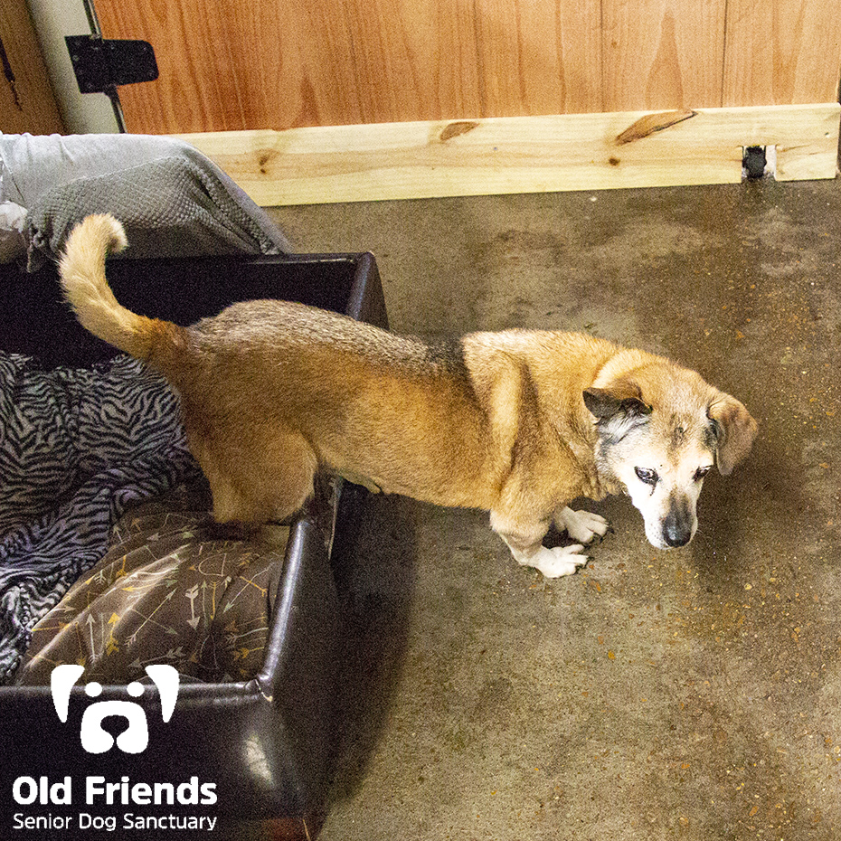 oldfriendssds's tweet photo. That moment when you are not sure if you are ready to start or end your day- Prissy
#ofsds #ofsdsprissy #seniordogs #ofsdsgoodnight https://t.co/yXPsbfjRbL