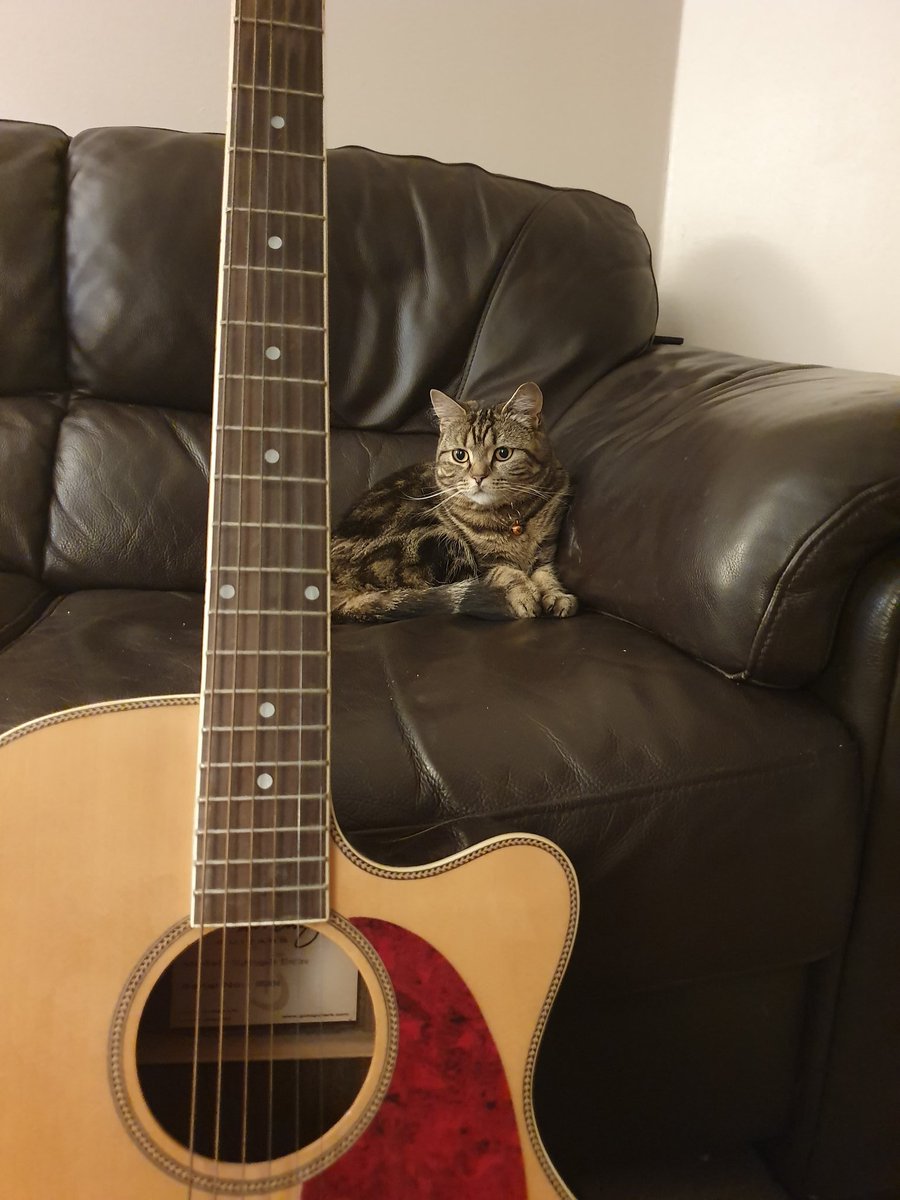 owlwrites's tweet photo. Local cat highly concerned by the existence of a guitar. https://t.co/RYr9P9Nzyk