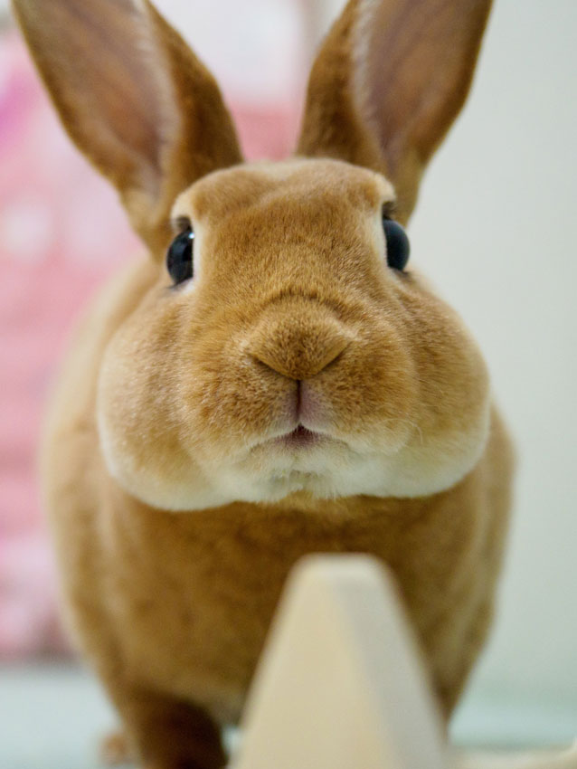 うさぎ専門店ココロのおうち على تويتر うさぎラブwe Love Bunny うにくん チャームポイントは長いまつげ とまん丸なお顔です うさぎ Bunny Usagi Pet Rabbit T Co Qvbwqjyhoz