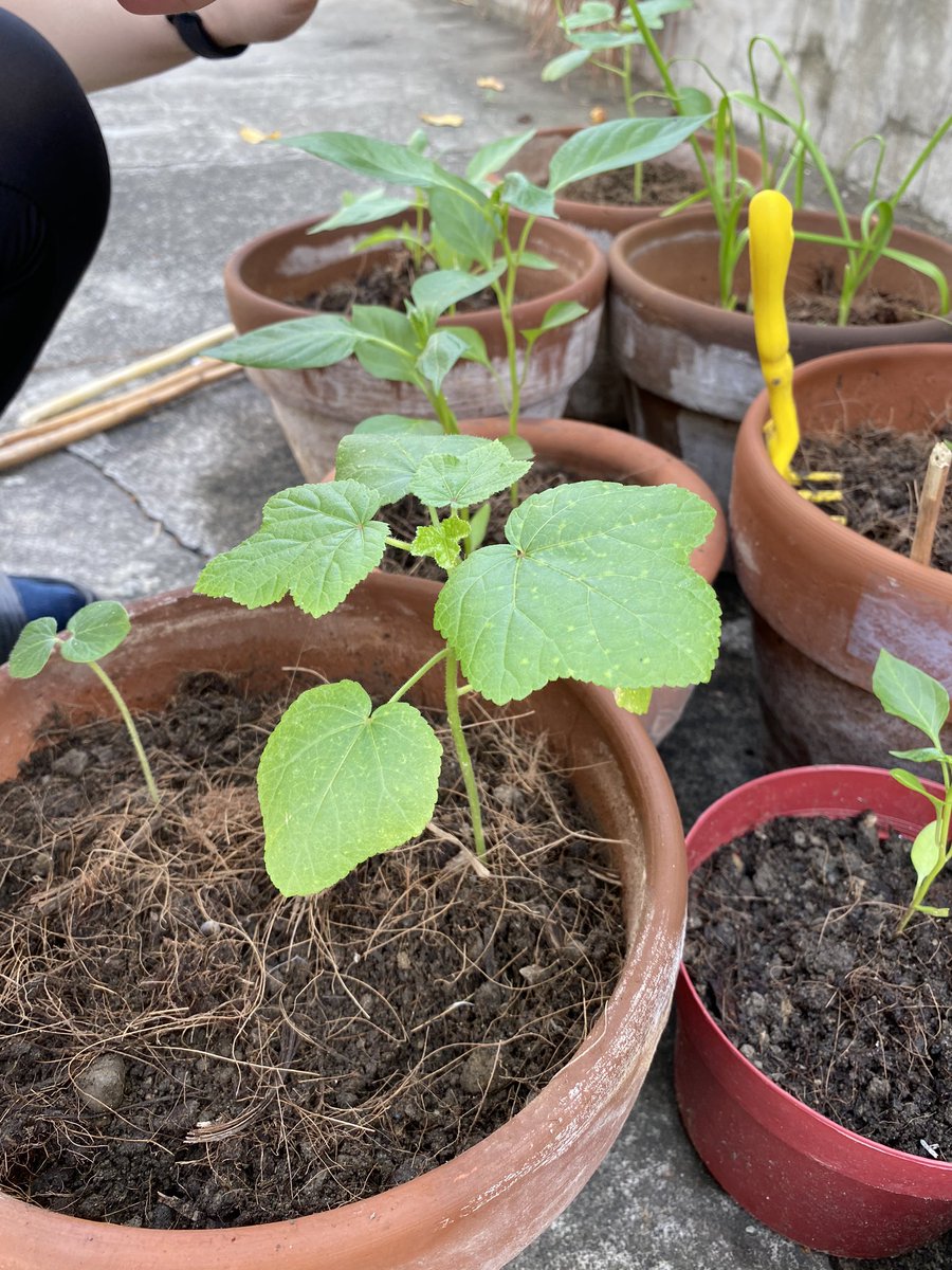 ojhuerto's tweet photo. #Garden #gardening #indoorplants https://t.co/C15LKZmhiS