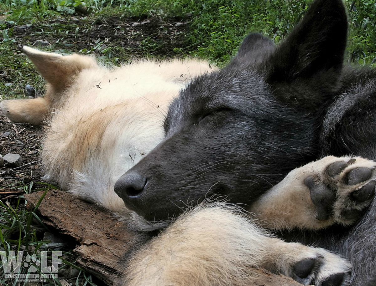 Peace is always beautiful. So are wolves.