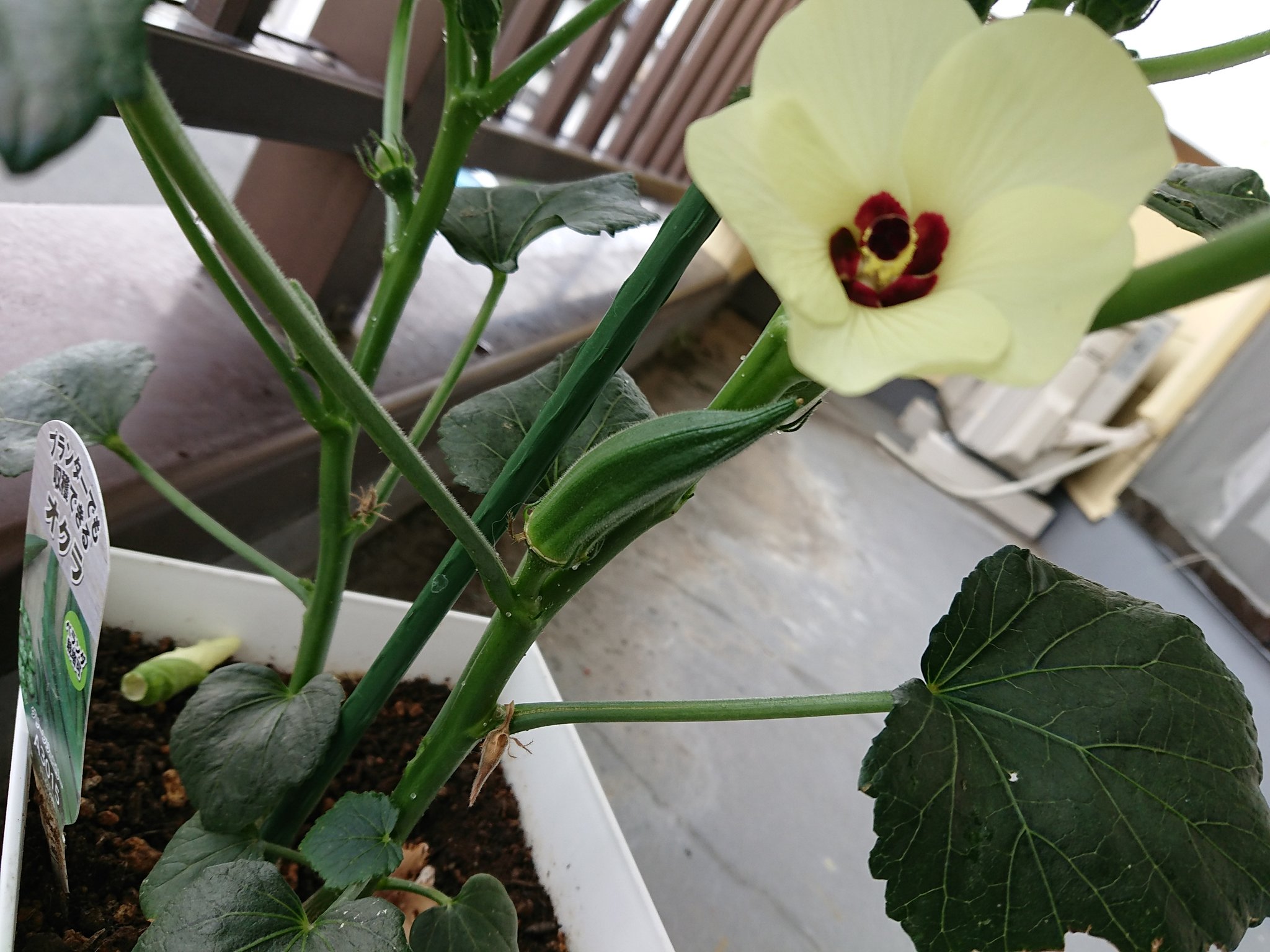 るー ハク主 猫飼いゆっくりランナー兼ダイエッター 4月後半に植えたオクラが花と実を付けたよヾ W ﾉ 花 は先終わったらボタンの花みたいにボロっと落ちるから最初ビックリしたよ 初収穫までもう少しだね ていうか根元にキノコ生えてるよ なんで