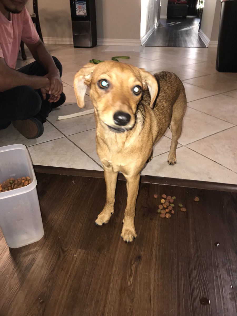 Pooptakio's tweet photo. Is anyone missing a dog near the Fort Worth area? This is her, she’s super sweet. Please retweet to help her find her rightful owners! https://t.co/BQmd2KlfKr