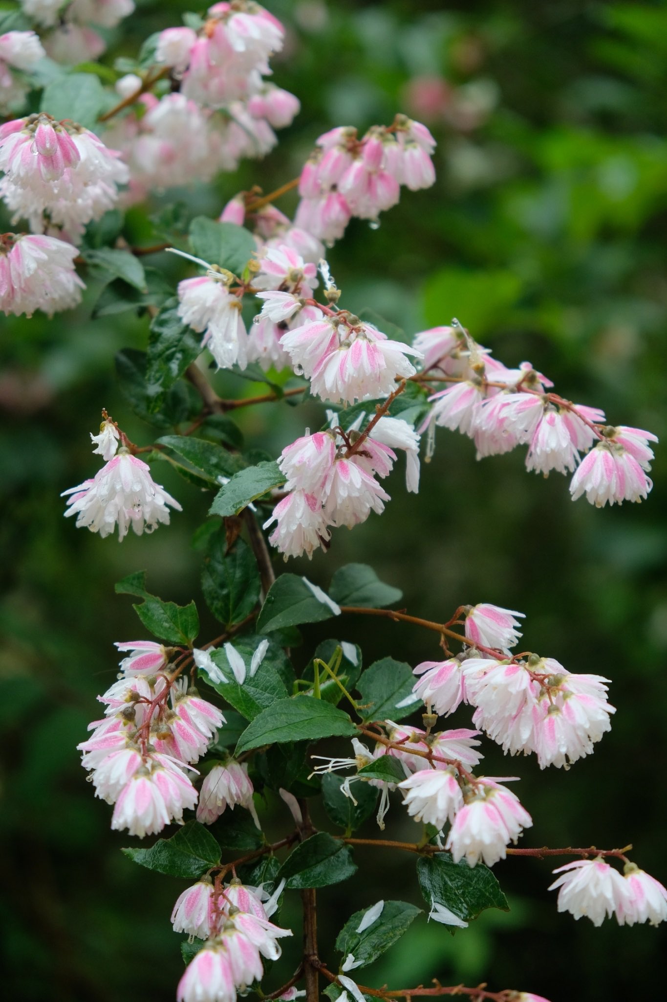 花男 Flower Man サラサ空木 Amp ハコネ空木 Flower 花 空木 神戸森林植物園 T Co Weofytnmnr Twitter