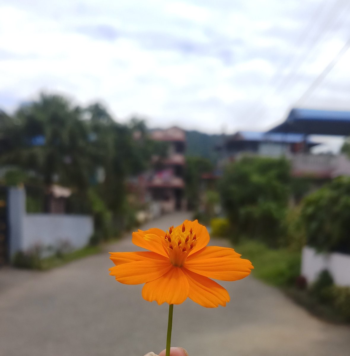 SangitaKaly's tweet photo. फुल जस्तै सुन्दर बनाउनु छ जिन्दगी !!😍🌸 https://t.co/Onl9l3DYZN