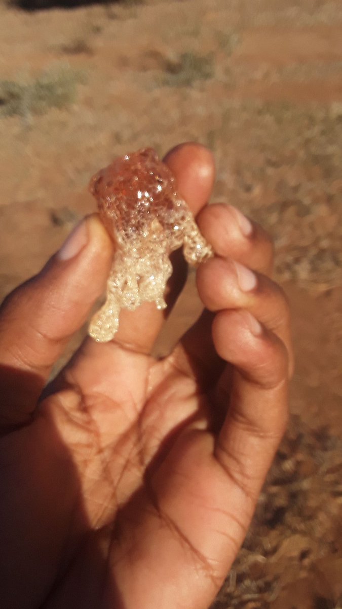 DonaldMolosi's tweet photo. Walking in the bush right now - picking and eating such sweeet borokhu. Borokhu is a distant cousin of Turkish Delight and we pick it from trees. So yummy! #treegum #farmboy https://t.co/kEqAtQMQKd