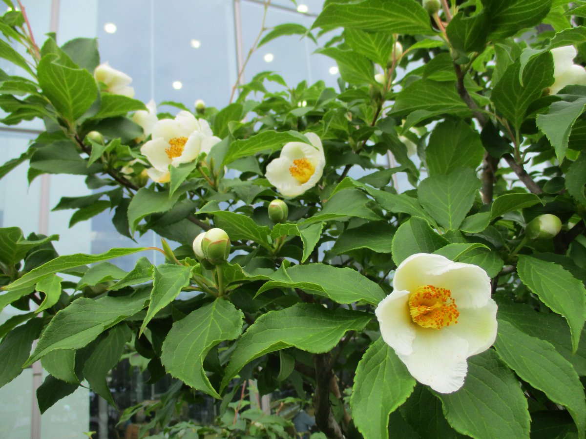岡山県立図書館 この花は 岡山県立図書館の駐車場植え込みに可憐な花をつけた ナツツバキ 図鑑によると開花時期は6 7月で 花言葉は 愛らしさ や さわやか など たくさんのつぼみがあったので もうしばらく楽しめそうです 皆さんのお宅に 岡山県立図書館 この花は 岡山県立図書館の駐車場植え込みに可憐な花をつけた ナツツバキ 図鑑によると開花時期は6 7月で 花言葉は 愛らしさ や さわやか など たくさんのつぼみがあったので もうしばらく楽しめそうです 皆さんのお宅に