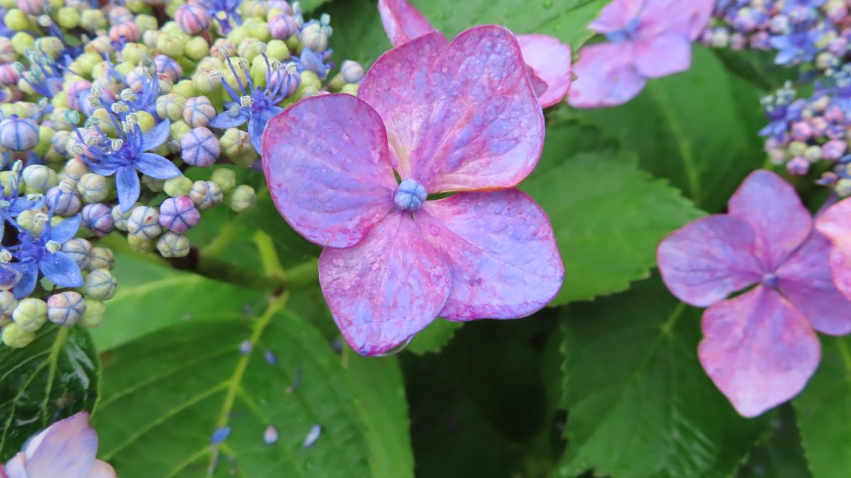 Momo 紫陽花 の開花前と開花後の写真 紫陽花って 真ん中の小さいのが花なんですって 知らなかった あじさい アジサイ 梅雨 梅雨入り 豆知識