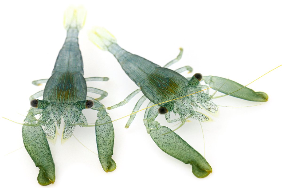 ゆうじ Twitterren 水深50cmくらいの浅場に森のように広がる枝サンゴで見つけたモシオエビの仲間 緑色が美しい いたのはたぶんスギノキミドリイシかなと思うけど 何となくこの 種類の枝サンゴはカニやエビが共生しないイメージだったので見つけた時はちょっと驚いた