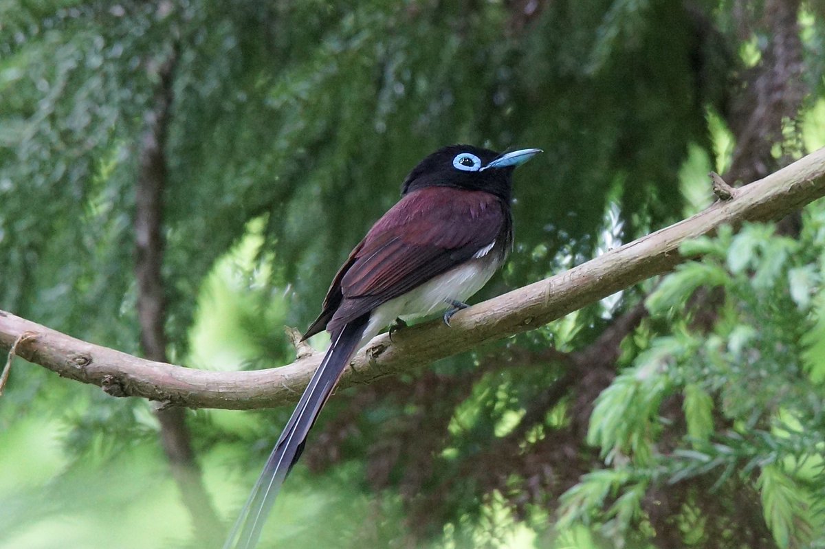 mU7v8lEqss0FZRW's tweet photo. サンコウチョウ♂が出て来てくれた！
今日はフルサイズの600mm
それでも尻尾を全部撮るのは難しい https://t.co/LlILgLIGKw