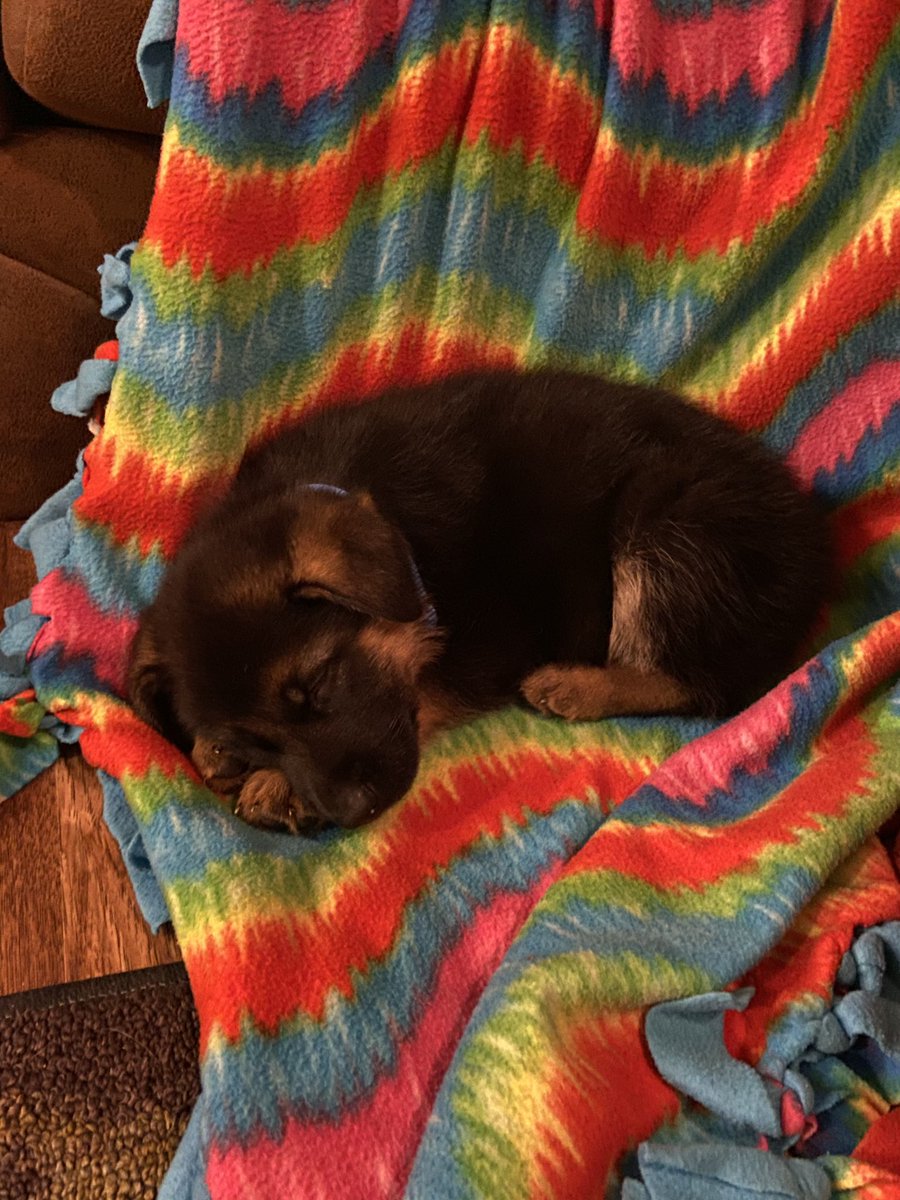 CaydeeJoe15's tweet photo. Meet Deuce! 🐾💜 https://t.co/1LpPEXtwmj