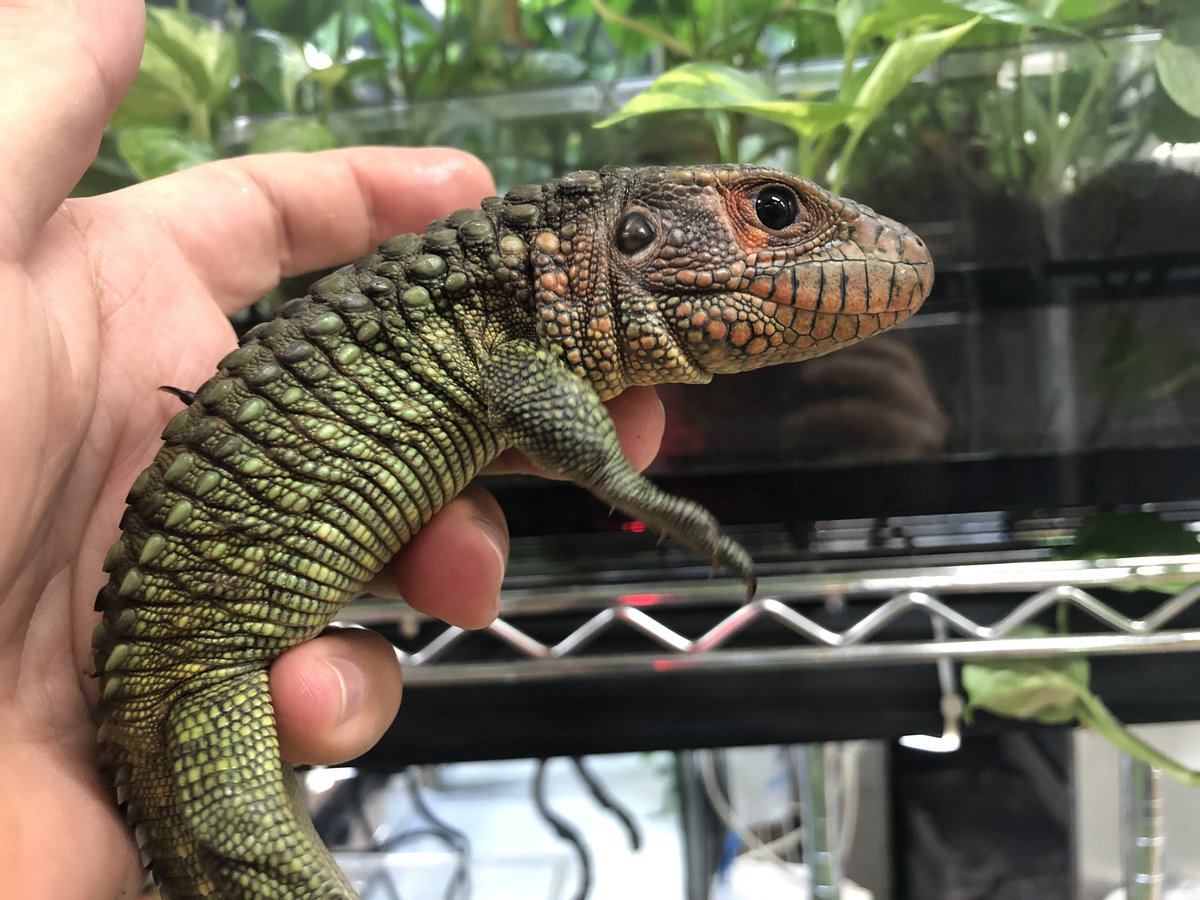 ジャクルシー ワニトカゲ カイマントカゲ 焦茶 ツヤ有り www