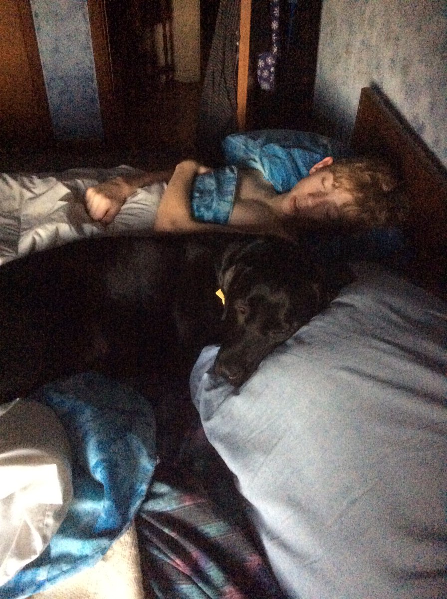 DauneRobinson's tweet photo. Dear God: Thank you for giving me a dog who does not care that fireworks go off multiple times nearby, every night from Memorial Day to Labor Day. #BlackLab #MellowMutt #LELRR https://t.co/QkwKEORXT3