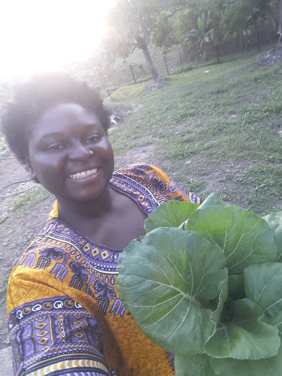 MerMusique's tweet photo. @bfuentes16 Picked patchoi from my garden this evening.
💚🌱🙏
#Organic 
#GardenCollection https://t.co/bZUJorQII4