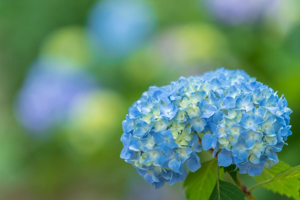 高橋 H 先週の吉備津神社の紫陽花です まだほとんどつぼみで 咲いている花の色もうっすらでしたけど これはこれで綺麗だと思いました 撮影日 6 6 iii 写真好きな人と繫がりたい ファインダー越しの私の世界 岡山 吉備津神社 アジサイ