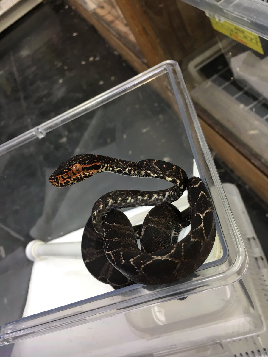 爬虫類倶楽部 大宮店 在庫紹介 アマゾンツリーボア 1枚目 ハロウィン 2 3枚目 ブラックガーデンレッドアイ Usacbのハイクオリティなアマゾン達です 特に黒い身体に真っ赤な顔のレッドアイはアマゾンツリーの極悪なイメージを引き立ててくれます 勿論 爬虫類倶楽部 大宮店 在庫紹介 アマゾンツリーボア 1枚目 ハロウィン 2 3枚目 ブラックガーデンレッドアイ Usacbのハイクオリティなアマゾン達です 特に黒い身体に真っ赤な顔のレッドアイはアマゾンツリーの極悪なイメージを引き立ててくれます 勿論