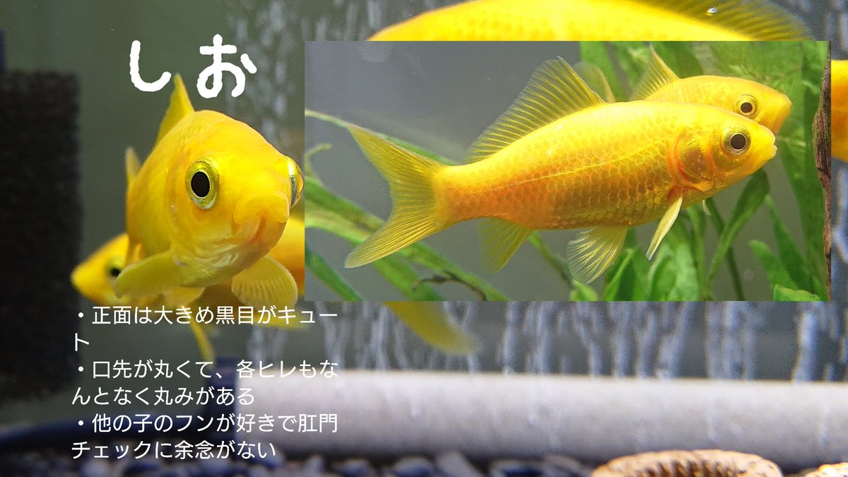 あず𓆟𓆟𓆟 Chappy 0602 Twitter