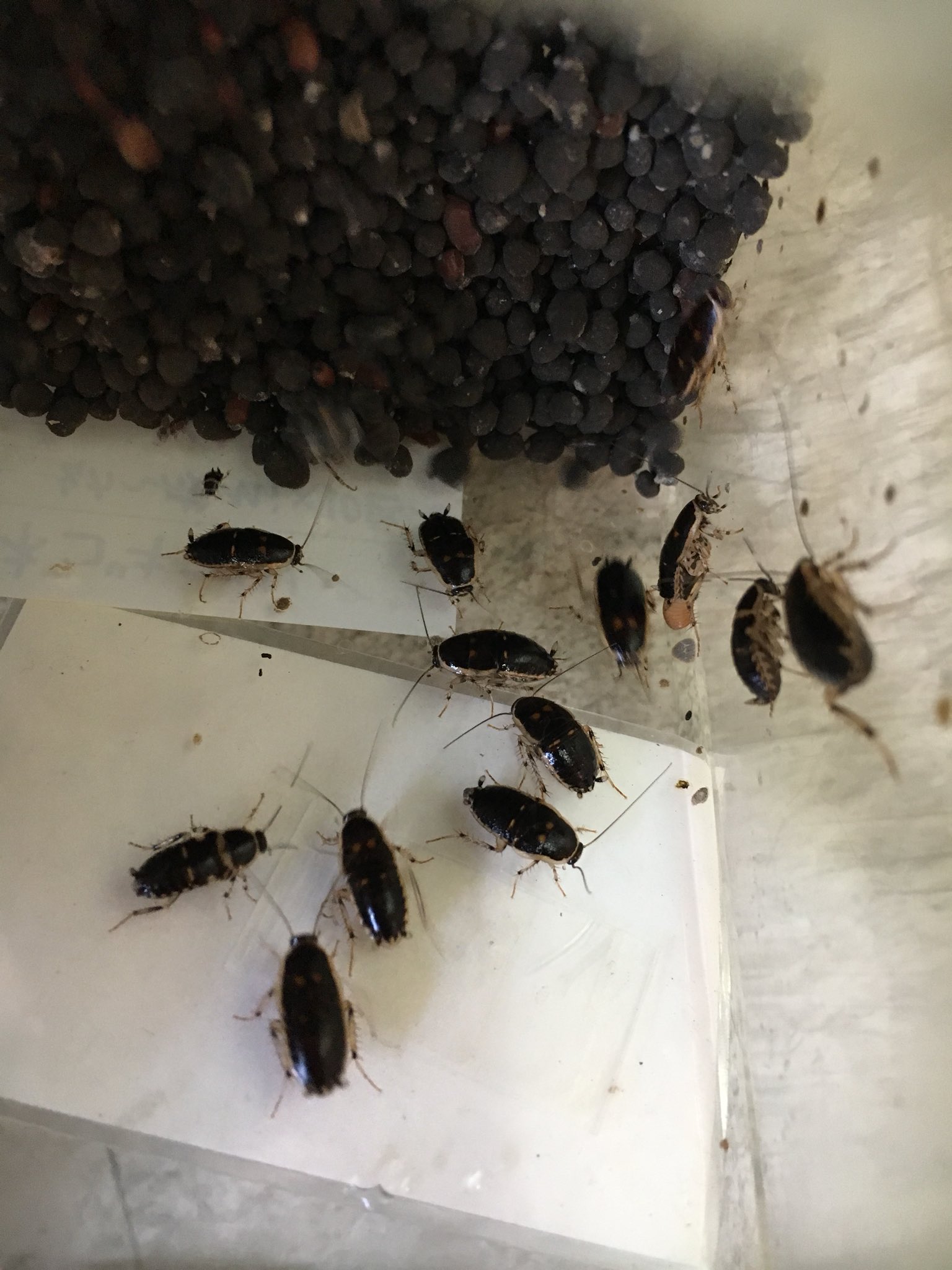 تويتر 爬虫類倶楽部 大宮店 على تويتر 他にもゴキブリ色々と扱っています 初めての方でも飼育しやすい種類もたくさんいるので是非 ゴキブリ飼育への第一歩を踏み出しましょう T Co Fzpxuaooyp