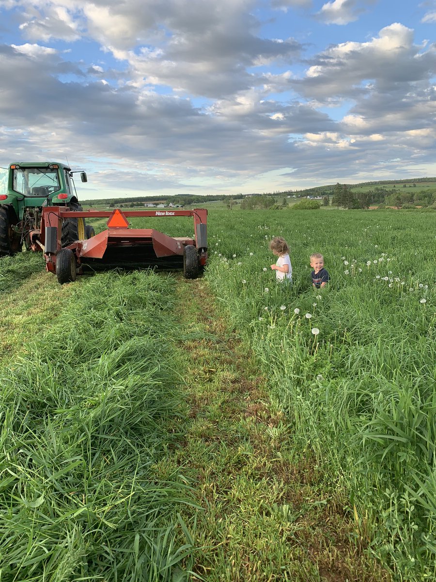weeks_blair's tweet photo. It’s time to make some feed! Adelle and Nash approve . @weeks_blair @PEIHolsteins @ADL_PEI https://t.co/Ov3pWTg185