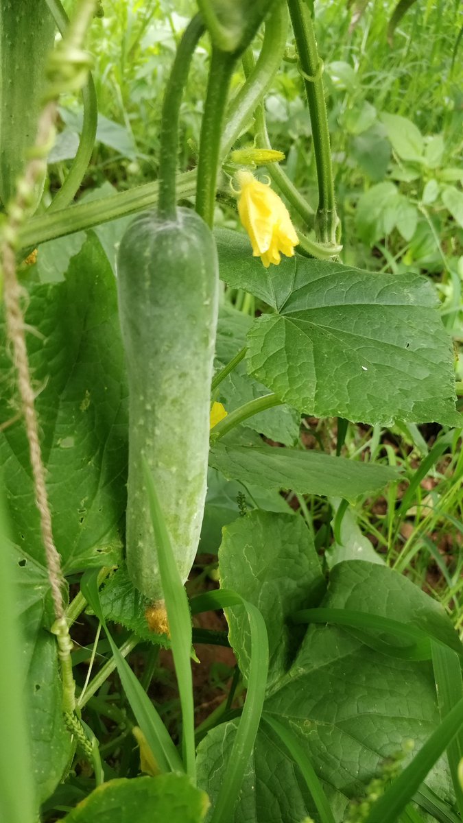 PartnersFarming's tweet photo. Life cycle of cucumber . https://t.co/BIBI0o8Yxv