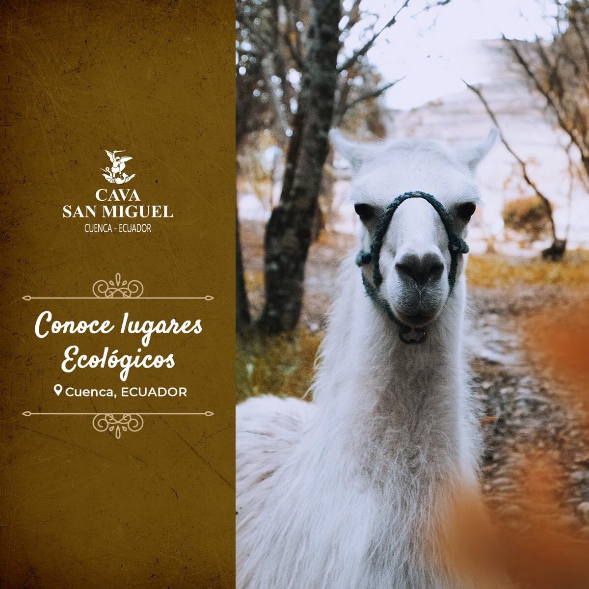 Contemplar los maravillosos parajes de nuestra ciudad, realizar caminatas y algunos deportes seguramente es algo que añoras. 
En nuestro blog conocerás que paseos ecológicos puedes realizar en la bella Cuenca mtr.cool/bctvkehlie
.
.
.
#excursiones 
#cavasanmiguel
#cuenca