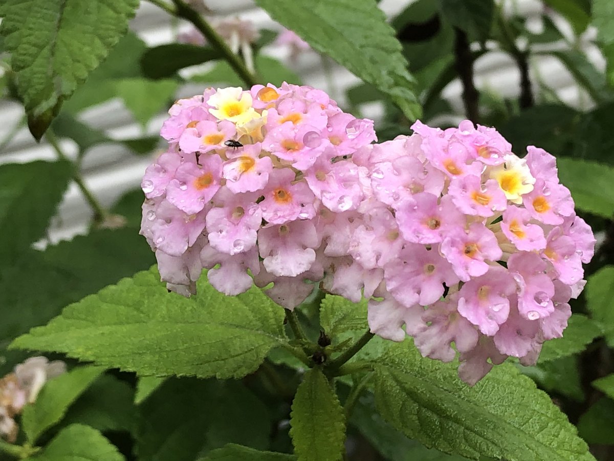  #என்வீட்டுதோட்டத்தில்